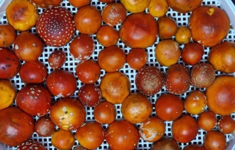 Мухомор сушений якісний капелюшки