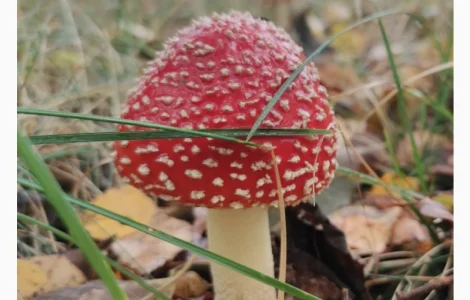 Продам червоний мухомор сушений