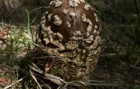 Продам мухомор Королівський