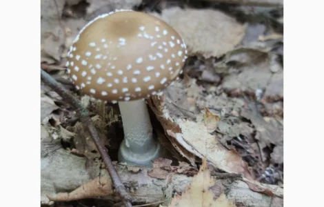 Продам гриби