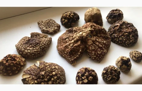 Мухомор Королевский