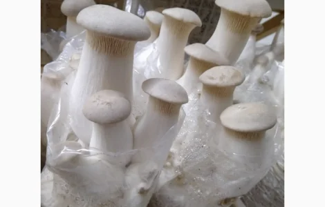 Свежие грибы Еринги