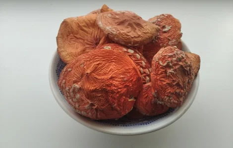 Красный мухомор, Веселка