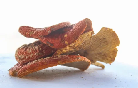 Мухомор Червоний Amanita muscaria Мухомор красный