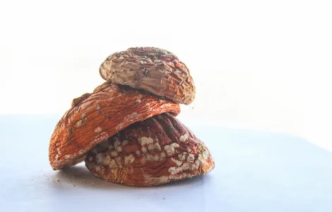 Мухомор червоний нерозкриті капелюшки