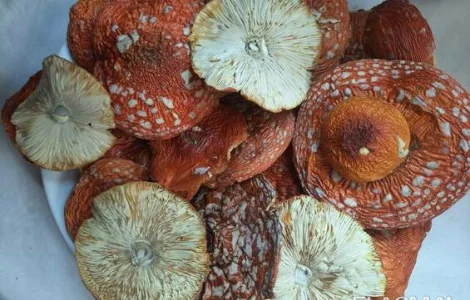 Мухомор червоний продам оптом