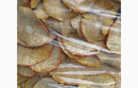 Мухомор червоний