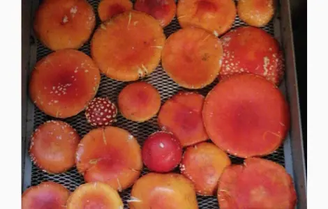 Сушені шляпки мухомора червоного (Amanita Muscaria) на продаж