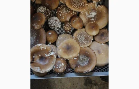 Продам мухомор пантерний