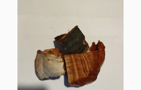 Продам трутовик справжній