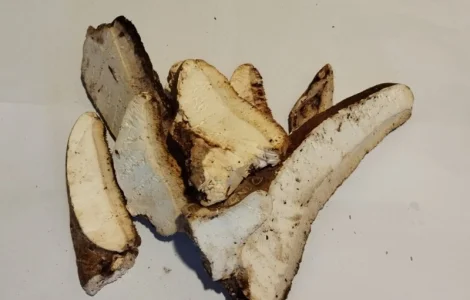 Продам трутовик березова губка