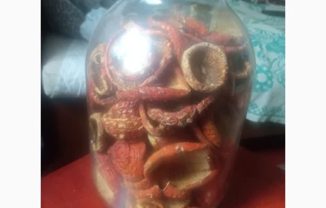 Продам мухомор червоний сушений