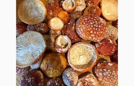 Куплю мухомор пантерный, королевский. мухомор красный