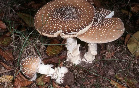 Закупаю грибы Мухомор Красный Мухомор пантерный лисички, веселки и др