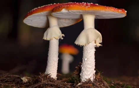 Куплю сушений червоний мухомор, пантерний, лисички, веселки