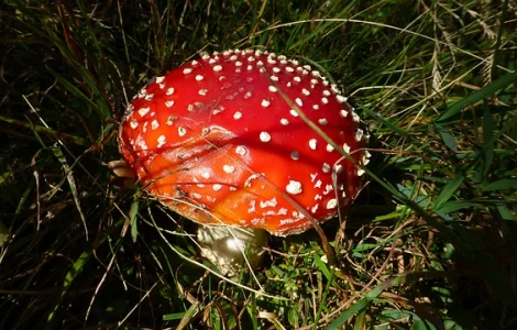 Куплю грибы мухоморы, лисички, веселки, чагу