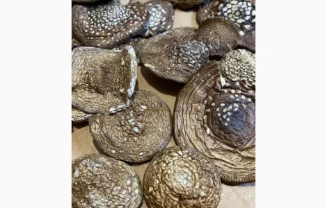 Пантерний мухомор