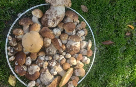 Продам Гриби Білі