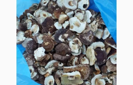 Продам шапочку білого гриба