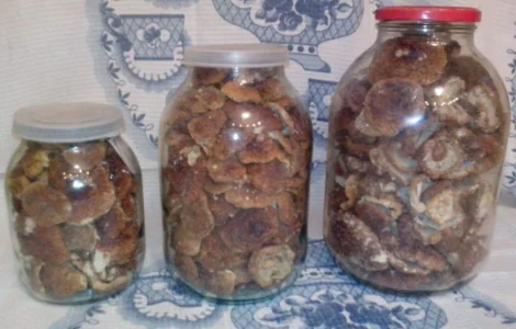 Белые грибы - урожай 2024 года