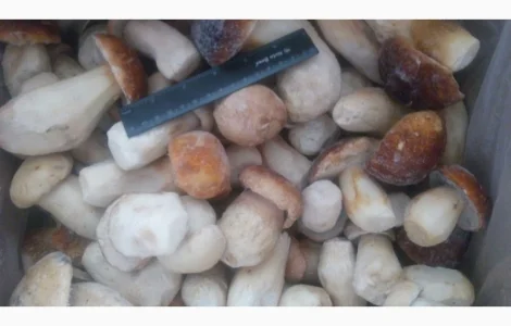 Продаж білих грибів шокової заморозки