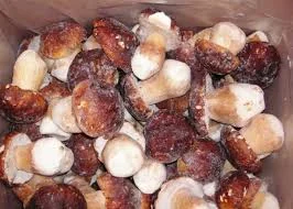 Грибы белые