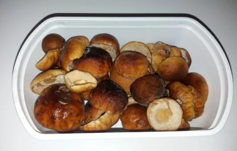 Шапочки білих грибів