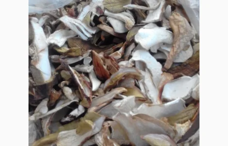 Гриби із Закарпаття 2022. Білі 1 сорт ціни вказані за 1 кг