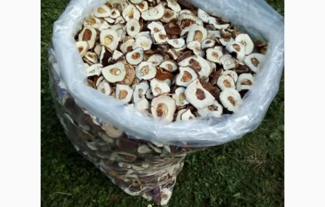 Шапка білого гриба. Ціни вказані за 1 кг