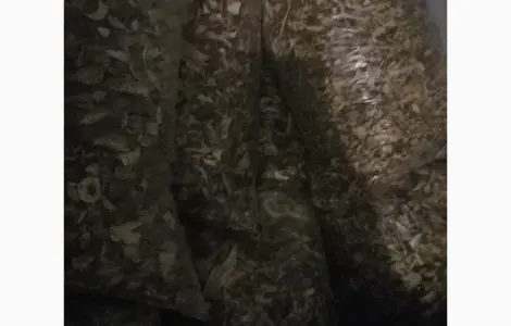 Продаж сушених білих грибів
