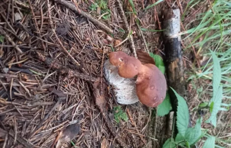 Білий гриб сушений. Збір в Карпатах2024