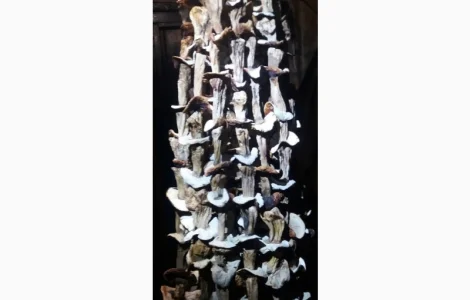 Продам сушені білі жовті та польські грибочки та мариновані білі і польські грибочки