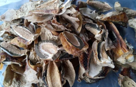 Купить гриб веселки