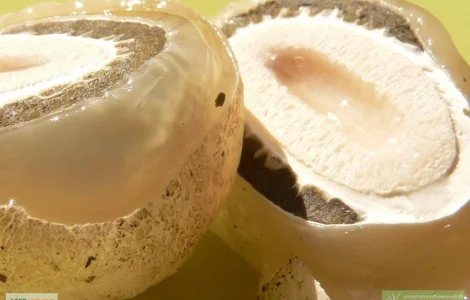 Веселка обыкновенная (гриб сушеный 25г)