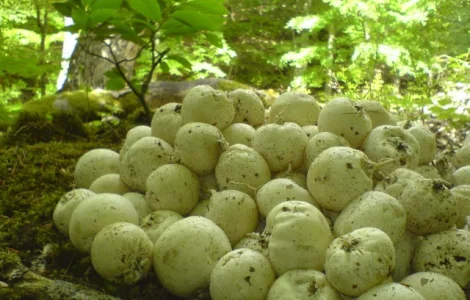 Гриб Веселка