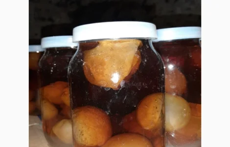 Продам гриб Веселка(Панна)