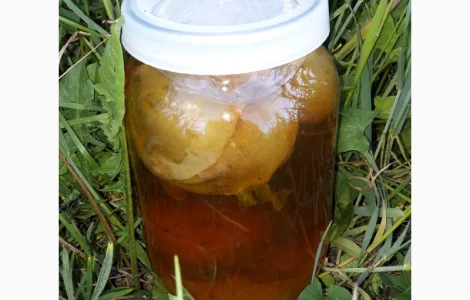 Продам гриб веселка