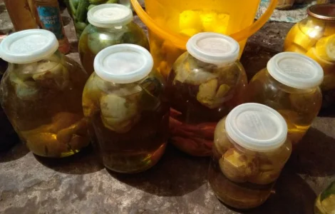 Настойка гриба Весёлки