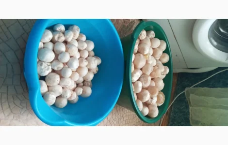 Настоянка гриба Веселки звичайної