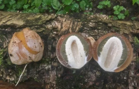 Настойка гриба весёлки( 3-х литровая банка)