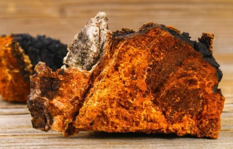 Гриб Чага в капсулах/ Рейши, Трутовик, Санхван