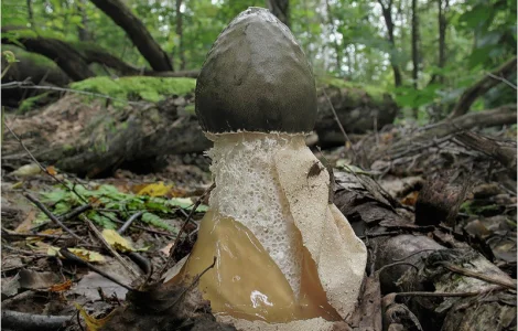 Мицелий веселки живой зерновой