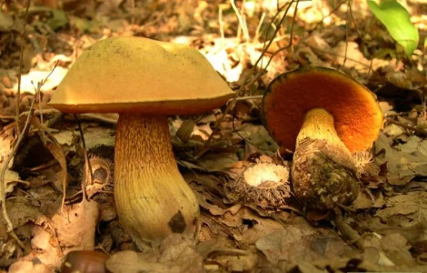 Мицелий грибов: Дубовик оливково-бурый (поддубник,  поддубовик,  синяк),  Чесночник