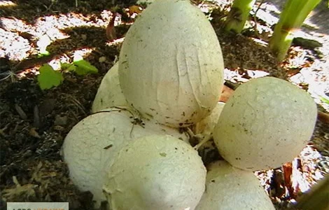 Мицелий веселки. Веселка обыкновенная. Выращивание в домашних условиях