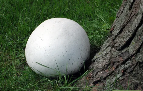 Мицелий грибов: дубовик,  чесночник,  рядовка,  говорушка,  дождевик,  веселка,  волнушка