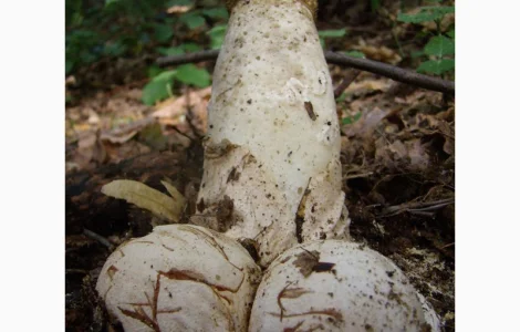 Рассада грибов веселка обыкновенная. Мицелий веселки - гарантия качества,  супер-всхожесть