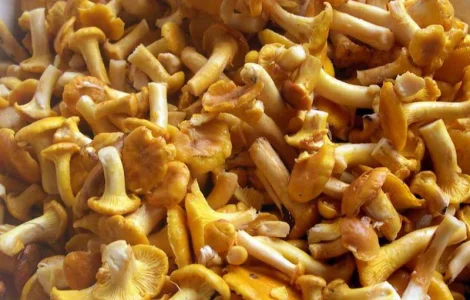 Лисички грибы замороженные