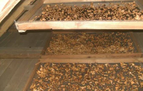 Грибы лисички