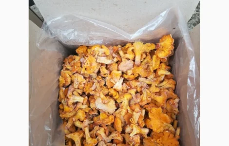 Лисичка быстрозамороженная