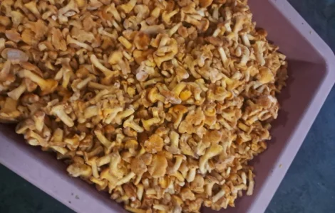 Продам Гриб Лисичка морожений